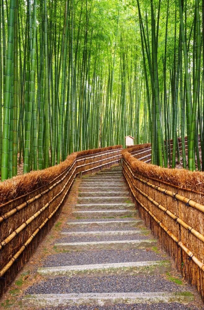 Towering green stalks at Arashiyama Bamboo Grove in Kyoto